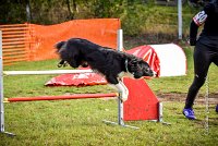 007 AGILITY ARGENTEUIL - IZARRA -5562 : 2016, 23 Octobre 2016, AGILITY ARGENTEUIL, BORDER COLLIE, Catégorie C, D030, DELABORDE Marine, Dossard 30, GPF, IZARRA