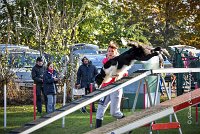 003 AGILITY ARGENTEUIL - JAMES BOND -6234 : 2016, 23 Octobre 2016, AGILITY ARGENTEUIL, BORDER COLLIE, Catégorie C, D064, Dossard 64, GPF, JAMES BOND