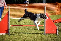 008 AGILITY ARGENTEUIL - JAMES BOND -6241 : 2016, 23 Octobre 2016, AGILITY ARGENTEUIL, BORDER COLLIE, Catégorie C, D064, Dossard 64, GPF, JAMES BOND