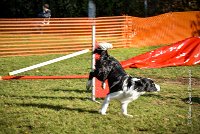 009 AGILITY ARGENTEUIL - JAMES BOND -6242 : 2016, 23 Octobre 2016, AGILITY ARGENTEUIL, BORDER COLLIE, Catégorie C, D064, Dossard 64, GPF, JAMES BOND