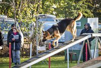 003 AGILITY ARGENTEUIL - JOUNA -6220 : 2016, 23 Octobre 2016, AGILITY ARGENTEUIL, CHIEN CROISE, Catégorie C, D027, Dossard 27, GPF, JOUNA