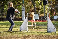 004 AGILITY ARGENTEUIL - JOUNA -6221 : 2016, 23 Octobre 2016, AGILITY ARGENTEUIL, CHIEN CROISE, Catégorie C, D027, Dossard 27, GPF, JOUNA