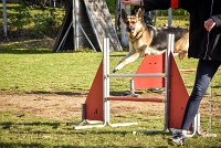 005 AGILITY ARGENTEUIL - JOUNA -6222 : 2016, 23 Octobre 2016, AGILITY ARGENTEUIL, CHIEN CROISE, Catégorie C, D027, Dossard 27, GPF, JOUNA