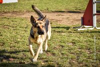 006 AGILITY ARGENTEUIL - JOUNA -6223 : 2016, 23 Octobre 2016, AGILITY ARGENTEUIL, CHIEN CROISE, Catégorie C, D027, Dossard 27, GPF, JOUNA