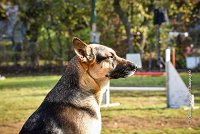 007 AGILITY ARGENTEUIL - JOUNA -6224 : 2016, 23 Octobre 2016, AGILITY ARGENTEUIL, CHIEN CROISE, Catégorie C, D027, Dossard 27, GPF, JOUNA