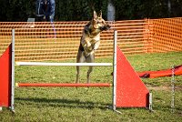 008 AGILITY ARGENTEUIL - JOUNA -6225 : 2016, 23 Octobre 2016, AGILITY ARGENTEUIL, CHIEN CROISE, Catégorie C, D027, Dossard 27, GPF, JOUNA