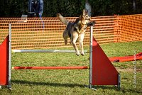 009 AGILITY ARGENTEUIL - JOUNA -6226 : 2016, 23 Octobre 2016, AGILITY ARGENTEUIL, CHIEN CROISE, Catégorie C, D027, Dossard 27, GPF, JOUNA