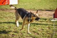 010 AGILITY ARGENTEUIL - JOUNA -6227 : 2016, 23 Octobre 2016, AGILITY ARGENTEUIL, CHIEN CROISE, Catégorie C, D027, Dossard 27, GPF, JOUNA