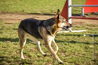 011 AGILITY ARGENTEUIL - JOUNA -6228 : 2016, 23 Octobre 2016, AGILITY ARGENTEUIL, CHIEN CROISE, Catégorie C, D027, Dossard 27, GPF, JOUNA