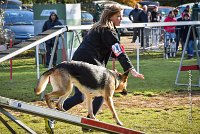 013 AGILITY ARGENTEUIL - JOUNA -6230 : 2016, 23 Octobre 2016, AGILITY ARGENTEUIL, CHIEN CROISE, Catégorie C, D027, Dossard 27, GPF, JOUNA