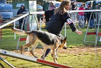 014 AGILITY ARGENTEUIL - JOUNA -6231 : 2016, 23 Octobre 2016, AGILITY ARGENTEUIL, CHIEN CROISE, Catégorie C, D027, Dossard 27, GPF, JOUNA