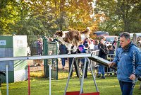 002 AGILITY ARGENTEUIL - JUNE -5958 : 2016, 23 Octobre 2016, AGILITY ARGENTEUIL, BERGER AUSTRALIEN, Catégorie C, D141, Dossard 141, GPF, JUNE