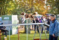 003 AGILITY ARGENTEUIL - JUNE -5959 : 2016, 23 Octobre 2016, AGILITY ARGENTEUIL, BERGER AUSTRALIEN, Catégorie C, D141, Dossard 141, GPF, JUNE