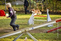 004 AGILITY ARGENTEUIL - JUNE -5961 : 2016, 23 Octobre 2016, AGILITY ARGENTEUIL, BERGER AUSTRALIEN, Catégorie C, D141, Dossard 141, GPF, JUNE