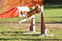 005 AGILITY ARGENTEUIL - JUNE -5962 : 2016, 23 Octobre 2016, AGILITY ARGENTEUIL, BERGER AUSTRALIEN, Catégorie C, D141, Dossard 141, GPF, JUNE