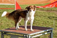 006 AGILITY ARGENTEUIL - JUNE -5963 : 2016, 23 Octobre 2016, AGILITY ARGENTEUIL, BERGER AUSTRALIEN, Catégorie C, D141, Dossard 141, GPF, JUNE