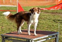 007 AGILITY ARGENTEUIL - JUNE -5964 : 2016, 23 Octobre 2016, AGILITY ARGENTEUIL, BERGER AUSTRALIEN, Catégorie C, D141, Dossard 141, GPF, JUNE