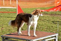 008 AGILITY ARGENTEUIL - JUNE -5965 : 2016, 23 Octobre 2016, AGILITY ARGENTEUIL, BERGER AUSTRALIEN, Catégorie C, D141, Dossard 141, GPF, JUNE