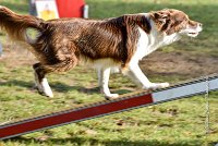 009 AGILITY ARGENTEUIL - JUNE -5968 : 2016, 23 Octobre 2016, AGILITY ARGENTEUIL, BERGER AUSTRALIEN, Catégorie C, D141, Dossard 141, GPF, JUNE