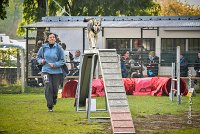 001 AGILITY ARGENTEUIL - KALI -5473 : 2016, 23 Octobre 2016, AGILITY ARGENTEUIL, CHARRIERE Micheline, Catégorie C, D073, Dossard 73, GPF, HUSKY DE SIBERIE, KALI