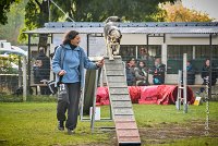 002 AGILITY ARGENTEUIL - KALI -5474 : 2016, 23 Octobre 2016, AGILITY ARGENTEUIL, CHARRIERE Micheline, Catégorie C, D073, Dossard 73, GPF, HUSKY DE SIBERIE, KALI