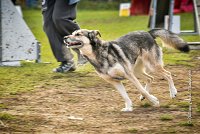 003 AGILITY ARGENTEUIL - KALI -5475 : 2016, 23 Octobre 2016, AGILITY ARGENTEUIL, CHARRIERE Micheline, Catégorie C, D073, Dossard 73, GPF, HUSKY DE SIBERIE, KALI