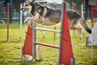 004 AGILITY ARGENTEUIL - KALI -5476 : 2016, 23 Octobre 2016, AGILITY ARGENTEUIL, CHARRIERE Micheline, Catégorie C, D073, Dossard 73, GPF, HUSKY DE SIBERIE, KALI