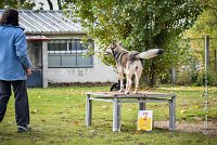 005 AGILITY ARGENTEUIL - KALI -5481 : 2016, 23 Octobre 2016, AGILITY ARGENTEUIL, CHARRIERE Micheline, Catégorie C, D073, Dossard 73, GPF, HUSKY DE SIBERIE, KALI