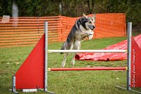 006 AGILITY ARGENTEUIL - KALI -5483 : 2016, 23 Octobre 2016, AGILITY ARGENTEUIL, CHARRIERE Micheline, Catégorie C, D073, Dossard 73, GPF, HUSKY DE SIBERIE, KALI