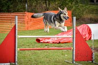 007 AGILITY ARGENTEUIL - KALI -5484 : 2016, 23 Octobre 2016, AGILITY ARGENTEUIL, CHARRIERE Micheline, Catégorie C, D073, Dossard 73, GPF, HUSKY DE SIBERIE, KALI