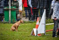 001 AGILITY ARGENTEUIL - PRUNELLE -5108 : 2016, 23 Octobre 2016, AGILITY ARGENTEUIL, Catégorie B, D136, Dossard 136, GPF, PRUNELLE