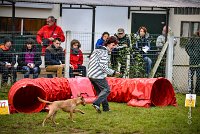 002 AGILITY ARGENTEUIL - PRUNELLE -5109 : 2016, 23 Octobre 2016, AGILITY ARGENTEUIL, Catégorie B, D136, Dossard 136, GPF, PRUNELLE