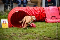 003 AGILITY ARGENTEUIL - PRUNELLE -5110 : 2016, 23 Octobre 2016, AGILITY ARGENTEUIL, Catégorie B, D136, Dossard 136, GPF, PRUNELLE