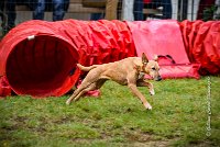 004 AGILITY ARGENTEUIL - PRUNELLE -5111 : 2016, 23 Octobre 2016, AGILITY ARGENTEUIL, Catégorie B, D136, Dossard 136, GPF, PRUNELLE