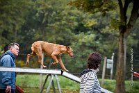 005 AGILITY ARGENTEUIL - PRUNELLE -5113 : 2016, 23 Octobre 2016, AGILITY ARGENTEUIL, Catégorie B, D136, Dossard 136, GPF, PRUNELLE