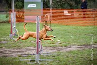 006 AGILITY ARGENTEUIL - PRUNELLE -5114 : 2016, 23 Octobre 2016, AGILITY ARGENTEUIL, Catégorie B, D136, Dossard 136, GPF, PRUNELLE