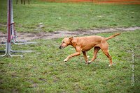 007 AGILITY ARGENTEUIL - PRUNELLE -5115 : 2016, 23 Octobre 2016, AGILITY ARGENTEUIL, Catégorie B, D136, Dossard 136, GPF, PRUNELLE