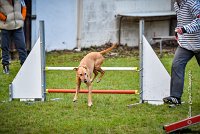 008 AGILITY ARGENTEUIL - PRUNELLE -5116 : 2016, 23 Octobre 2016, AGILITY ARGENTEUIL, Catégorie B, D136, Dossard 136, GPF, PRUNELLE