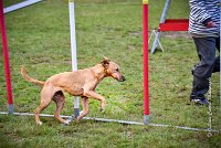 010 AGILITY ARGENTEUIL - PRUNELLE -5118 : 2016, 23 Octobre 2016, AGILITY ARGENTEUIL, Catégorie B, D136, Dossard 136, GPF, PRUNELLE