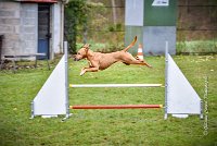 011 AGILITY ARGENTEUIL - PRUNELLE -5120 : 2016, 23 Octobre 2016, AGILITY ARGENTEUIL, Catégorie B, D136, Dossard 136, GPF, PRUNELLE