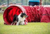 0001AGILITY CLAYE SOUILLY - BAIKA AGI 0703- : 2016, 26 JUIN 2016, BAIKA, Berger des shetlands, Claye Souilly, Robe Tricolore, open+