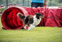 0002AGILITY CLAYE SOUILLY - BAIKA AGI 0704- : 2016, 26 JUIN 2016, BAIKA, Berger des shetlands, Claye Souilly, Robe Tricolore, open+