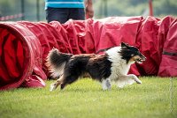 0003AGILITY CLAYE SOUILLY - BAIKA AGI 0705- : 2016, 26 JUIN 2016, BAIKA, Berger des shetlands, Claye Souilly, Robe Tricolore, open+