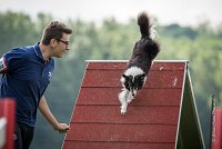 0005AGILITY CLAYE SOUILLY - BAIKA AGI 0708- : 2016, 26 JUIN 2016, BAIKA, Berger des shetlands, Claye Souilly, Robe Tricolore, open+