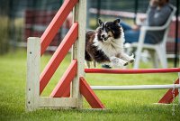 0007AGILITY CLAYE SOUILLY - BAIKA AGI 0710- : 2016, 26 JUIN 2016, BAIKA, Berger des shetlands, Claye Souilly, Robe Tricolore, open+