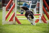 0008AGILITY CLAYE SOUILLY - BAIKA AGI 0711- : 2016, 26 JUIN 2016, BAIKA, Berger des shetlands, Claye Souilly, Robe Tricolore, open+