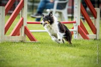 0009AGILITY CLAYE SOUILLY - BAIKA AGI 0712- : 2016, 26 JUIN 2016, BAIKA, Berger des shetlands, Claye Souilly, Robe Tricolore, open+