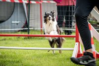 0010AGILITY CLAYE SOUILLY - BAIKA AGI 0714- : 2016, 26 JUIN 2016, BAIKA, Berger des shetlands, Claye Souilly, Robe Tricolore, open+