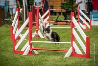 0011AGILITY CLAYE SOUILLY - BAIKA AGI 1789- : 2016, 26 JUIN 2016, BAIKA, Berger des shetlands, Claye Souilly, Robe Tricolore