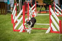 0012AGILITY CLAYE SOUILLY - BAIKA AGI 1790- : 2016, 26 JUIN 2016, BAIKA, Berger des shetlands, Claye Souilly, Robe Tricolore